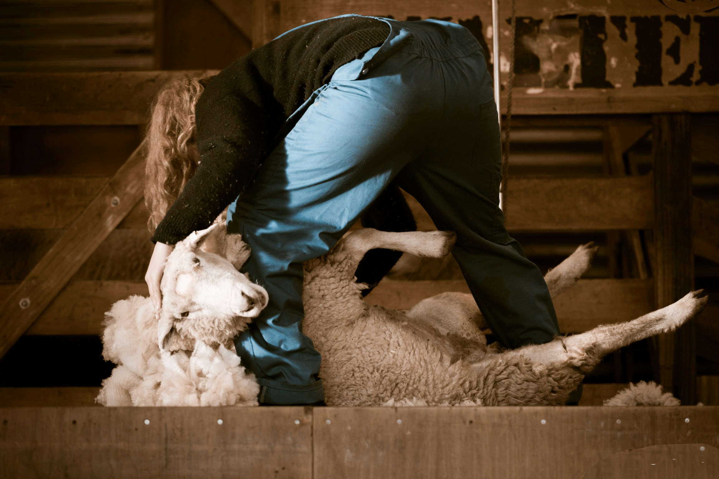 How to shear a sheep for beginners
